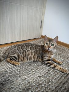 Bengalska macka,bengalski macici Slika 4
