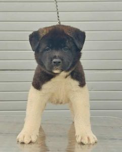 Američka Akita, štenci vrhunskih karakteristika Slika 3 Američka Akita, štenci vrhunskih karakteristika Slika 3