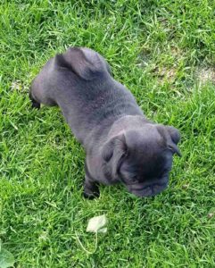 Mops štene Slika 3 Mops štene Slika 3