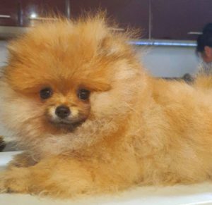 Pomeranac BOO medvedići, Pomeranski Špic štenci Slika 2 Pomeranac BOO medvedići, Pomeranski Špic štenci Slika 2