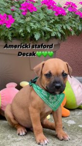Američki stafordski terijer štenci Slika 10 Američki stafordski terijer štenci Slika 10