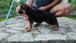 Nemački Ovčar štenci Slika 5 Nemački Ovčar štenci Slika 5