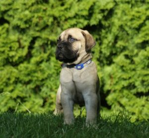 Bullmastiff stenci Slika 2 Bullmastiff stenci Slika 2