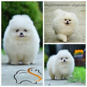 Pomeranac Boo čistokrvni mini pomeranac Slika 3 Pomeranac Boo čistokrvni mini pomeranac Slika 3