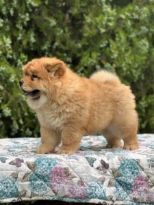 Cau Cau (Chow Chow) stenci Slika 5 Cau Cau (Chow Chow) stenci Slika 5
