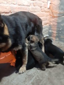 Nemački ovčar radne linije Slika 5 Nemački ovčar radne linije Slika 5