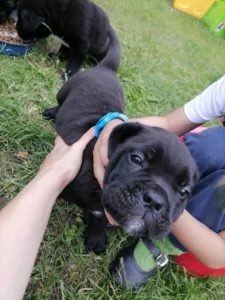 Cane Corso štenci Slika 6 Cane Corso štenci Slika 6