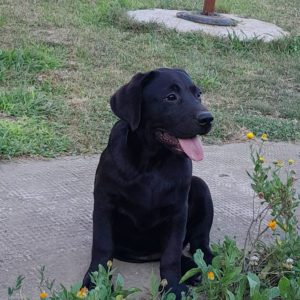 Labrador stene Slika 2 Labrador stene Slika 2