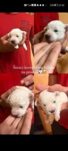 Bebe kovrdžavog bišona Slika 1 Bebe kovrdžavog bišona Slika 1