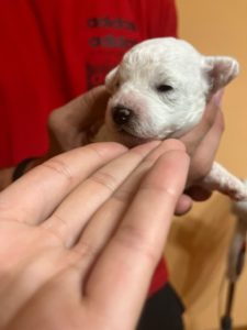 Bebe kovrdžavog bišona Slika 7 Bebe kovrdžavog bišona Slika 7