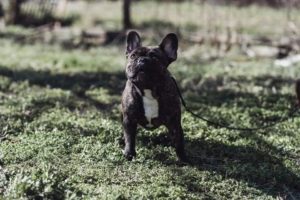 Francuski buldog štenci Slika 10 Francuski buldog štenci Slika 10