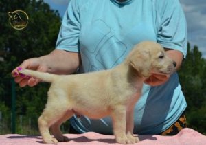 Labrador retriver Slika 2 Labrador retriver Slika 2