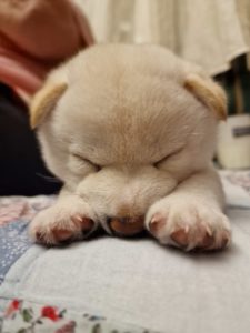 Shiba Inu prelepi štenci Slika 6 Shiba Inu prelepi štenci Slika 6