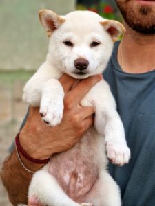 Shiba Inu štenci Slika 8 Shiba Inu štenci Slika 8