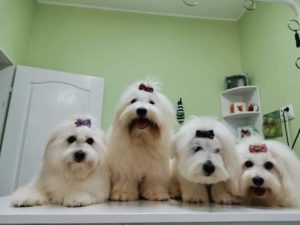 Štenci Coton de Tulear (Tulearski pas) Slika 3 Štenci Coton de Tulear (Tulearski pas) Slika 3