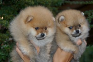 Pomeranac, Pomeranski špic-Boo štenci Slika 1 Pomeranac, Pomeranski špic-Boo štenci Slika 1
