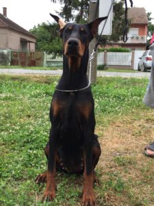 Doberman Slika 2