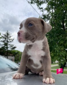Pit bul terijer štenci Slika 7 Pit bul terijer štenci Slika 7