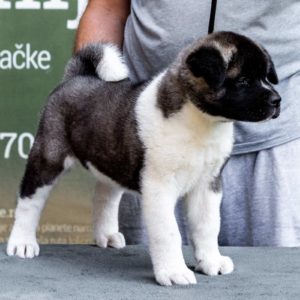 Američka Akita štenci Slika 6 Američka Akita štenci Slika 6