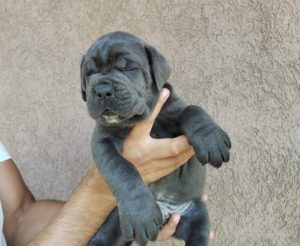 Cane Corso štenci – šampionsko poreklo Slika 8 Cane Corso štenci – šampionsko poreklo Slika 8