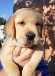 Labrador štenci. Kvalitet! Slika 4 Labrador štenci. Kvalitet! Slika 4