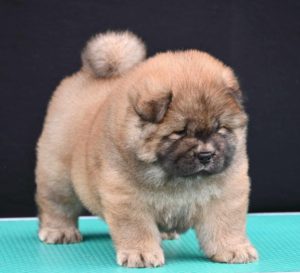 Chow Chow Cau Cau Čau Čau Slika 3 Chow Chow Cau Cau Čau Čau Slika 3