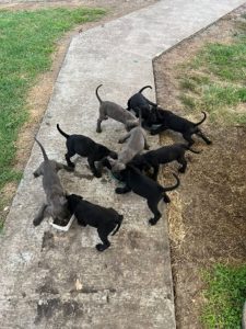 Cane corso štenci Slika 4 Cane corso štenci Slika 4