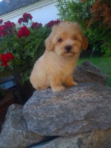 Maltipoo štenci Slika 4 Maltipoo štenci Slika 4