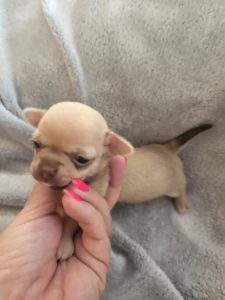 Čivava mini štenci Slika 6 Čivava mini štenci Slika 6