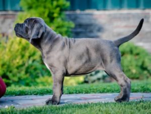 Cane Corso Kane Korso štenci PREPORUKA Slika 1 Cane Corso Kane Korso štenci PREPORUKA Slika 1