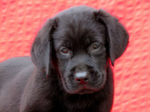 Labrador Retriver TOP PONUDA Slika 6 Labrador Retriver TOP PONUDA Slika 6