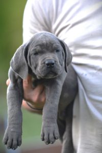 Cane Corso Kane Korso Slika 2 Cane Corso Kane Korso Slika 2