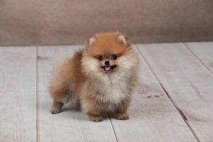 POMERANAC, prelepi štenci Slika 2 POMERANAC, prelepi štenci Slika 2
