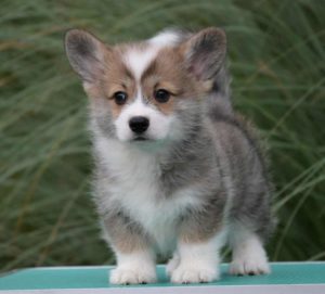 Velski korgi/Welsh Corgi Pembroke Slika 1 Velski korgi/Welsh Corgi Pembroke Slika 1