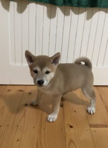 Shiba inu stenci Slika 5 Shiba inu stenci Slika 5