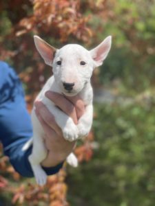 Minijaturni Bull Terijer štenci Slika 6 Minijaturni Bull Terijer štenci Slika 6