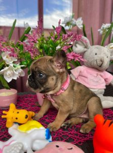 Francuski Buldog PRELEPI štenci Slika 9