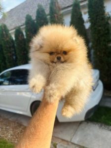 Pomeranac, stenci Tedy bear tipa Slika 5 Pomeranac, stenci Tedy bear tipa Slika 5