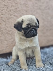Mops prelepi štenci Slika 5 Mops prelepi štenci Slika 5
