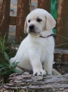 LABRADOR RETRIVER štenci Slika 6 LABRADOR RETRIVER štenci Slika 6
