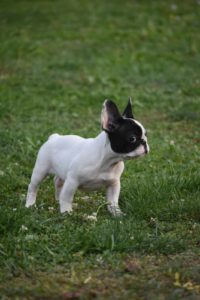 Francuski Buldog štenci Slika 2 Francuski Buldog štenci Slika 2