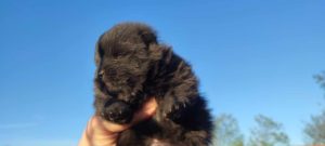 Ponuda Vrhunskih Pomeranaca Slika 3 Ponuda Vrhunskih Pomeranaca Slika 3