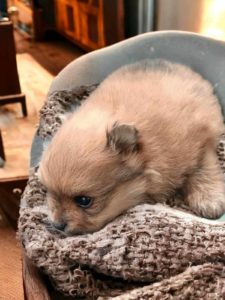Ponuda Vrhunskih Pomeranaca Slika 10 Ponuda Vrhunskih Pomeranaca Slika 10