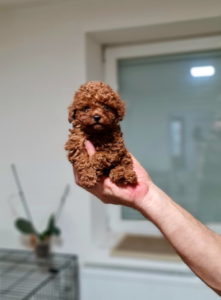 Toy crvene pudle štenci Slika 3 Toy crvene pudle štenci Slika 3