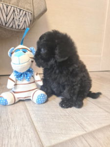 Crna TOY zenka spremna za preuzimanje Slika 4 Crna TOY zenka spremna za preuzimanje Slika 4