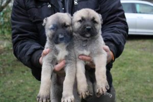Turski Kangal štenci Slika 3 Turski Kangal štenci Slika 3