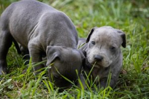 Američki pit bull terijer štenci Slika 2 Američki pit bull terijer štenci Slika 2