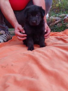 Nemački ovčar prelepi štenci Slika 6 Nemački ovčar prelepi štenci Slika 6