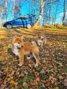 TOP Shiba inu stenci Slika 4 TOP Shiba inu stenci Slika 4