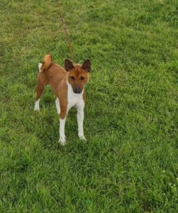 TOP Basenji stenci Slika 4 TOP Basenji stenci Slika 4